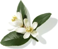 Lancôme Poême 30 Ml - Eau De Parfum - Damesparfum -Max Factor Verkoop 1200x1019